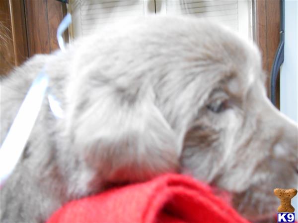 GALE BRUDER Picture 2